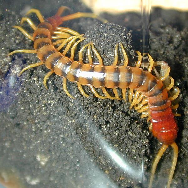 Subphylum Atelocerata Class Chilopoda (Çıyanlar) -Vücud baş ve gövdeden oluşur