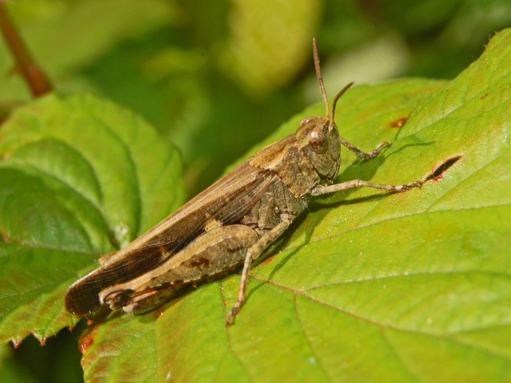 24 4.1.11. Truxalis robusta Uvarov, 1916 (Orthoptera: Acrididae) Tanınması: Vücut uzunluğu 15-25 mm dir. BaĢ konik ve uzamıģ, ağız geriye yönelik kanatlar iyi geliģmiģtir (Sevgili ve ark., 2012).