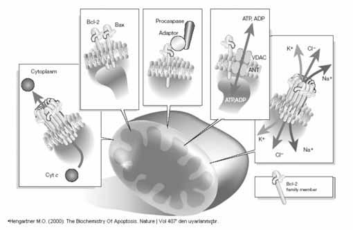 rudan uyarırlar. Aktive olan kaspaz 8 daha sonra diğer kaspazları aktive eder ve apopitoz süreci başlar (Şekil 2)
