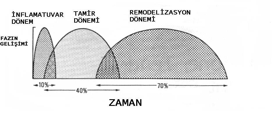 Remodelizasyon (Yeniden Şekillenme) dönemi Bu üç dönem biri bitmeden diğeri başlayarak devam eder ve en uzun süreni remodelizasyon dönemidir.