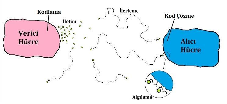 Nano Ağlarda Difüzyon ile Haberleşme Üzerine Geliştirilmiş Modeller Boğaziçi Üniversitesi Bilgisayar Mühendisliği, İstanbul, Türkiye fatma.kilicli@boun.edu.tr, tugrul.ozsahin@boun.edu.tr, birkan.