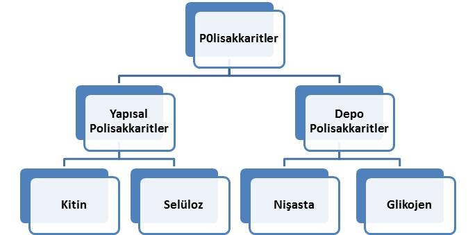 Pol 韽 sakkar 韽 tler 1- Depo pol 韽 sakkar 韽 tler a. N 韽 şasta b. Gl 韽 kojen 2- Yapısal pol 韽 sakkar 韽 tler a. Selüloz b.