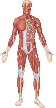 Kaslar ve tendonlardan oluşan kas sistemi iskelet sistemine hareketini vermektedir.