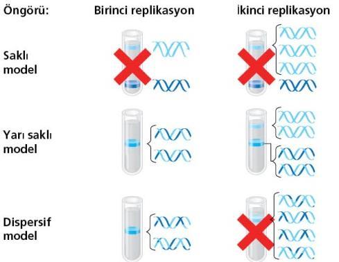 Meselson ve Satahl Deneyi DNA replikasyonu hangi modele uygun gerçekleşir? Semi-konservatif Ağır ve hafif azot izotopu kullanılmıştır 15 N ve 14 N).