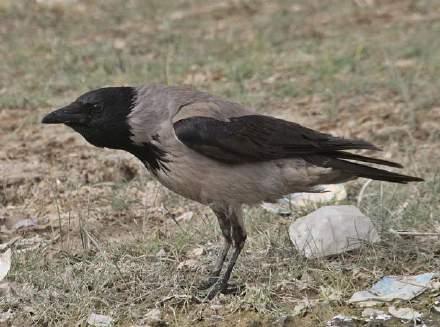 Alanında Bulunan ve Habitat Özelliği Nedeniyle