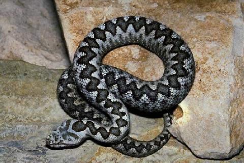 cz Natrix natrix persa (Küpeli su yılanı)
