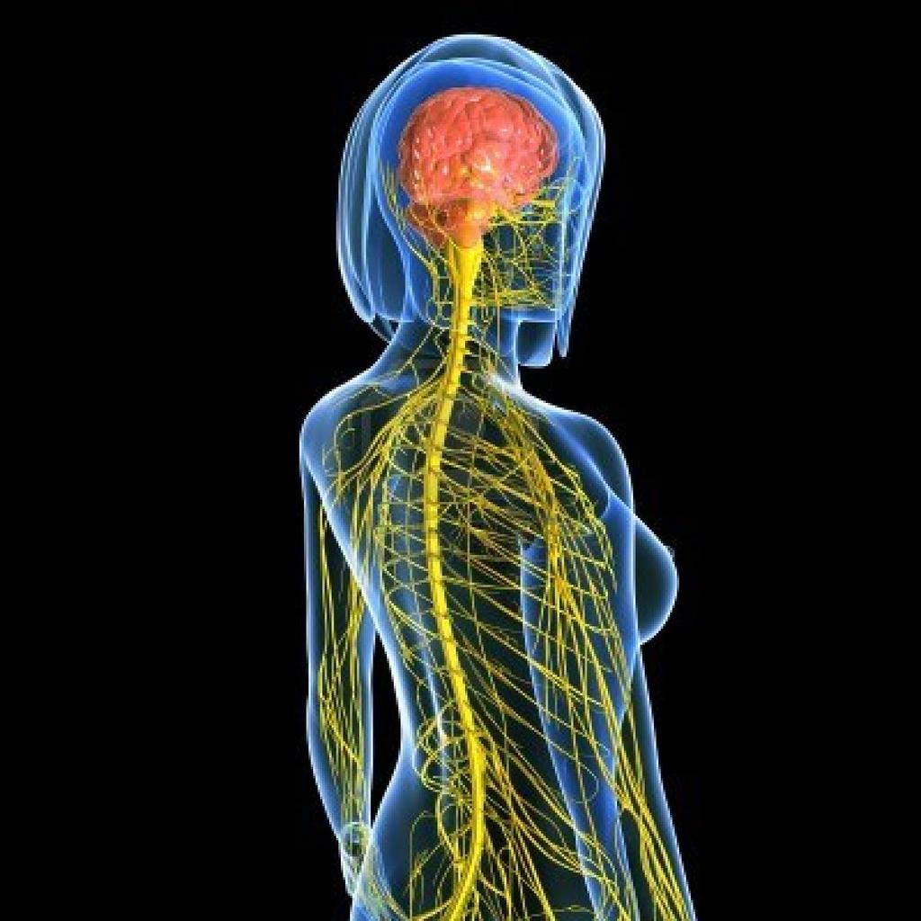 Sinir sistemi ve endokrin sistem (hormonal sistem), organların karşılıklı işbirliği içinde ve gereksinim duyulan değişkenlikte çalışmasını