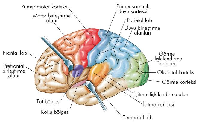 Beyin korteksinin lobları ve birleştirme işlevleri Frontal (önkafa) istemli hareketler, davranışlar, algılama