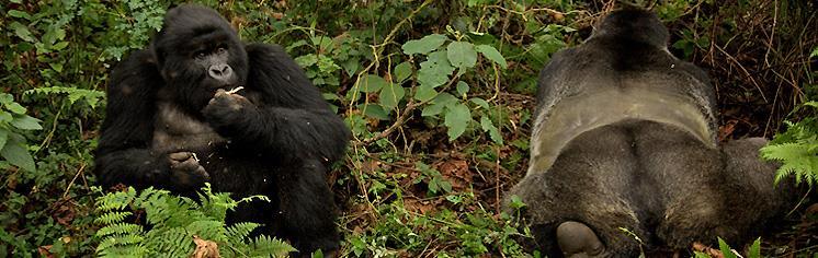 05 Eylül - Salı Volcanoes Milli Parkı Goril safari Uganda, Rwanda ve Kongo sınır bölgelerinde yaşayan dağ gorillerinin toplam nüfusu tahmini 800 kadardır.