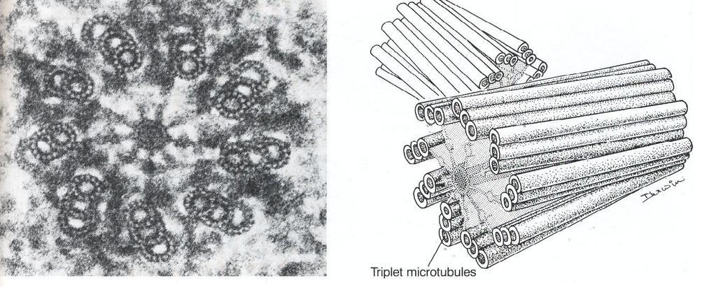 Her tübül birbirine yapışmış A, B ve C harfleriyle isimlendirilen 3 küçük mikrotübülüsden oluşur. Sentriolün merkezine en yakın olanı A mikrotübülüsüdür.