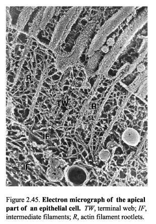 Terminal web: Epitel hücrelerinin lumene