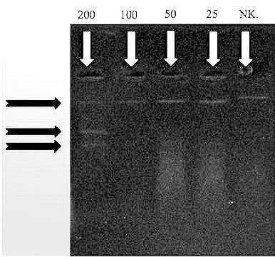 4.7. ZL3B nin Apoptoz Etkisi ZL 3 B etken maddesinin apoptoz oluşturma etkisi, 25 µg/ml, 50 µg/ml, 100 µg/ml ve 200 µg/ml konsantrasyonlarda ZL 3 B ile 0.5 x 10 3-2.