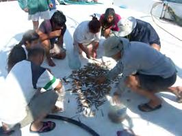 TÜR BÖLGE Mar3 Osteichthyes: Arnoglossus laterna + Aspitrigla cuculus ++ Blennius ocellaris ++ Callionymus lyra ++ Citharus linguatula +++ Coelorhynchus coelorhynchus + Crenilabrus scina ++ Eutrigla