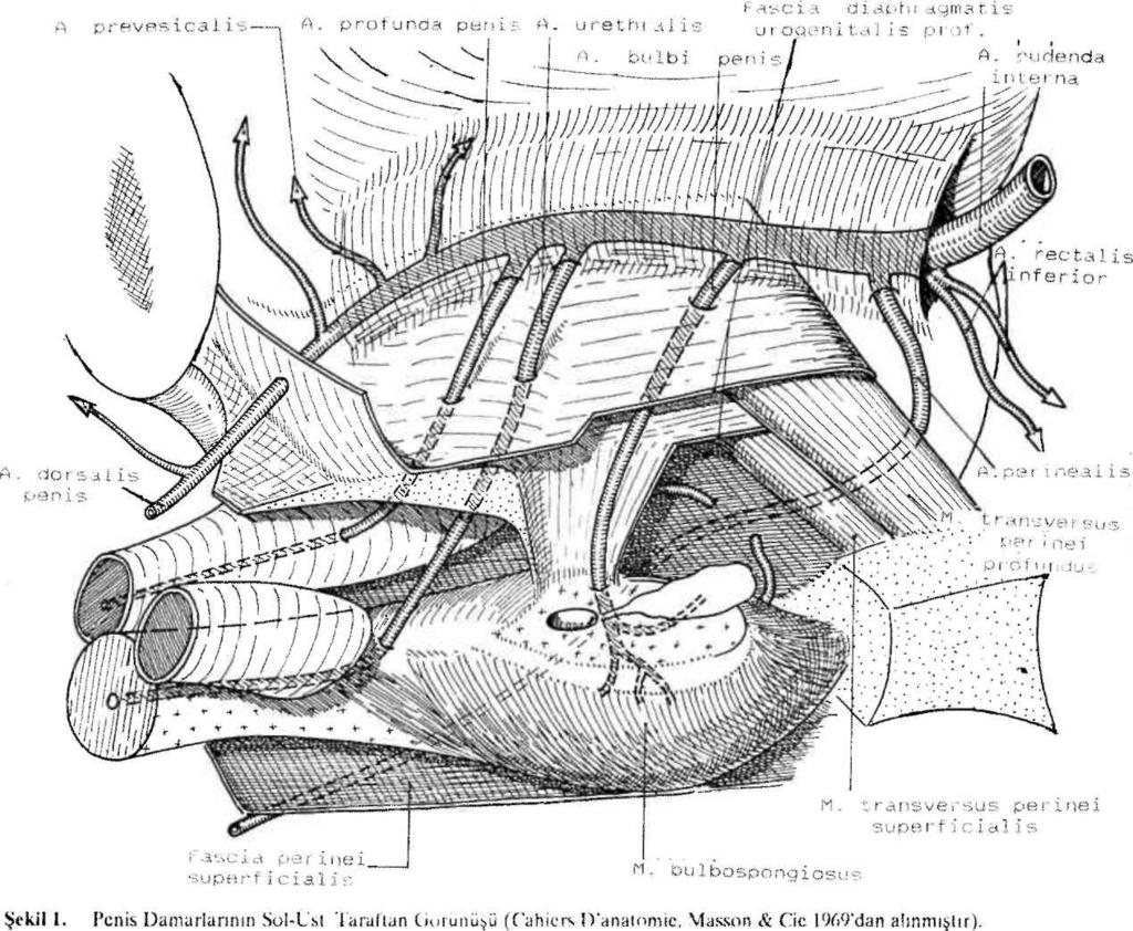 82 ARINCI ve Ark. PENİS'İN DAMAR SİSTEMİ VE İNNERVASYONU ulaşır. Burada lig. suspcnsorium penis içinden geçer ve glans penis'e kadar uzanır.