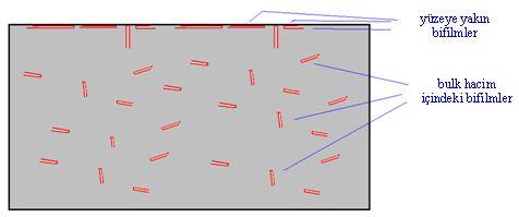Şekil 5.1 : Katı yüzeye yakın durumda bulunan bifilmler (şematik) Şekil 5.