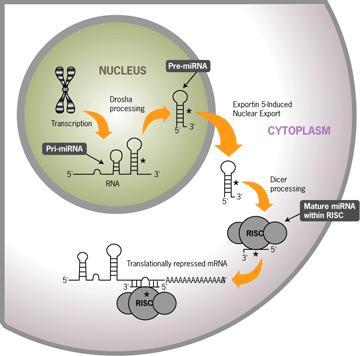 Uzun çift iplikçikli RNA Dicer R2D2 ATP Mikro RNA ATP Argonaute Efektör moleküller RİSC mrna yıkılması Kromatin modifikasyonları Translasyonel inhibisyon mirna`lar saçtokası yapısı içeren en az 60-70