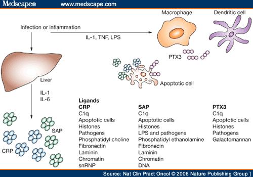 C Reaktif Protein (CRP) İnflamasyonda IL-6, İL-1β ve TNF-α tarafından karaciğerde salınan non-spesifik biyobelirteç Enfeksiyon ve