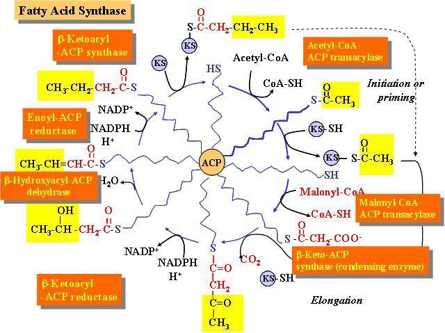 butenoilacp in çift bağı indirgenir (doyurulur) ve sonuçta butiril-acp oluşur; bu indirgeme reaksiyonunu enoil-acp redüktaz (ER) katalizler ve elektron donörü olarak yine NADPH kullanılır.