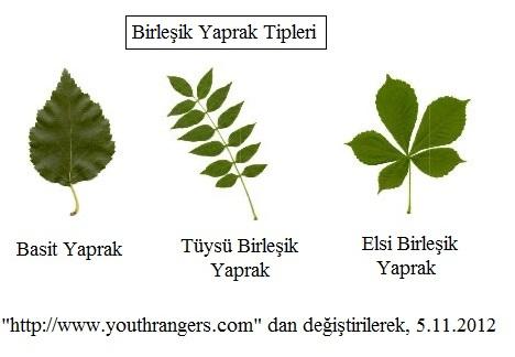 Yaprak Parçalanması Yaprak ayası tek parça ise basit yaprak, farklı şekil ve sayıda parçalara ayrılmış ise birleşik yaprak denir. Birleşik yaprağı oluşturan her parçaya, yaprakçık adı verilir.