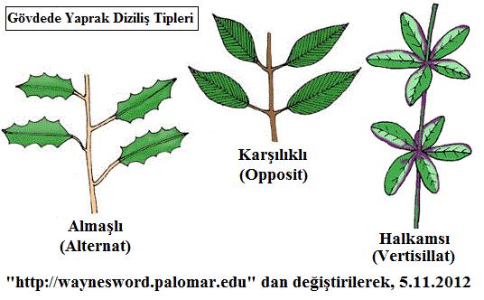 Yaprakların gövdeye diziliş şekli, bitkinin fotosentez kabiliyeti ile yakından ilgilidir.