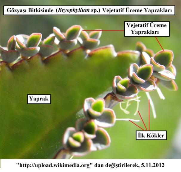 Çiçek Örtü Yaprakları: Kapalı tohumlu bitkilerde bulunan taç (korolla)