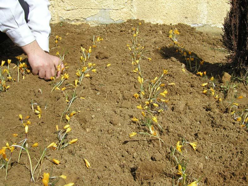 32 3.1.2. Deneme alanı Çiğdem türlerinin fenolojik özelliklerini daha yakından takip etmek ve gözlem sahalarına yapılacak kontrol tarihlerini belirlemek amacıyla Crocus ancyrensis (Herbert) Maw ve C.