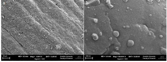 93 Şekil 5.25. Politiyofen kaplı kalem grafit elektrodun farklı iki büyütmede alınan SEM görüntüsü. SEM görüntüsü incelendiğinde PGE yüzeyinin tamamen PTh ile kaplandığı (Şekil 5.25.a) ve PTh görüntüsünün ince bir film şeklinde oluştuğu yüzey üzerinde küreciklerin büyümeye başladığı görülmektedir (Şekil 5.