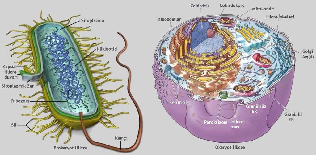 bas 탞 t yapılı canlılarında hücre şekl 탞 d 탞 r. Ökaryot Hücre Ökaryot hücreler prokaryot hücrelere oranla kompleks yan탞 daha karmaşık yapıdadırlar.