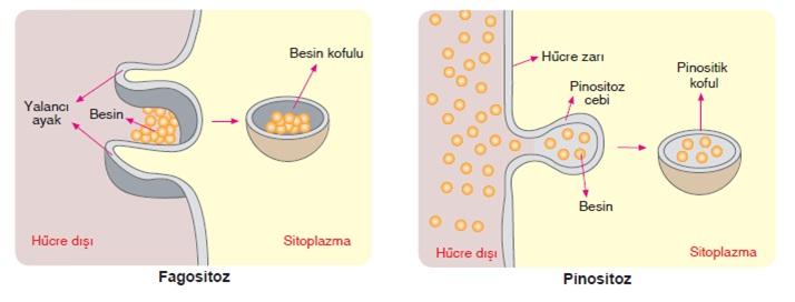 6- AKTİF TAŞIMA Hücre zarından geçeb탞 lecek büyüklüktek탞 moleküller탞 n az yoğun ortamdan, çok yoğun oldukları ortama enz탞 mler탞 n ve taşıyıcı moleküller탞 n yardımıyla geçmes탞 ne akt탞 f taşıma den탞