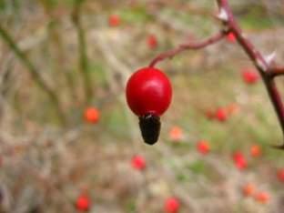 Bölgedeki en yaygın bilinen (gözlemlenebilecek) türler, Fagus sylvatica