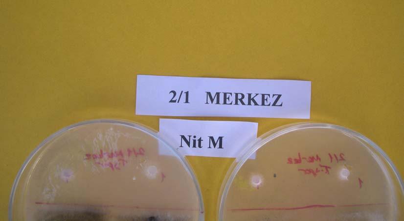 35 CDA+ Hypoxanthine CDA Şekil 5. 2/1 (2004-Merkez) no lu V. dahliae izolatına ait Nit M mutantı. Aydın İli nde 2004 ve 2005 yıllarında pamuktan elde edilen 47 V.