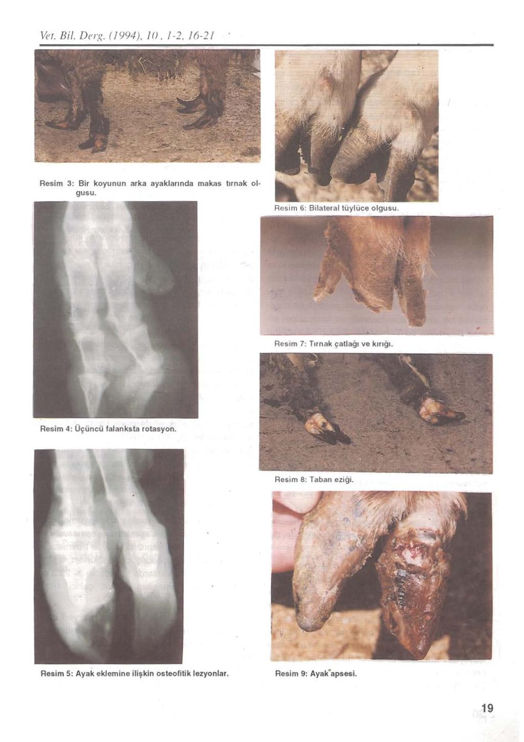 W~ r. Bil. De1x. (1994). 10. 1-2. 16-21 Resim 3: Bir koyunun arka ayaklarında makas tırnak olgusu. Resim 7: Tırnak çatiağı ve kırığı.