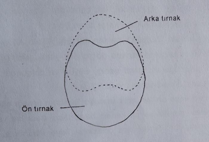 1.11. NORMAL (DÜZGÜN) BİR TIRNAĞIN ÖZELLİKLERİ Normal bir tırnağın paries ungulae sinin tüm yüzeyi parlak, hayvanın ağırlığını taşıyabilecek kalınlıkta ve pigmentli olmalıdır.