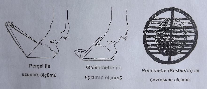 Şekil 13. Tırnağın ölçülmesi 1.13.2.4.