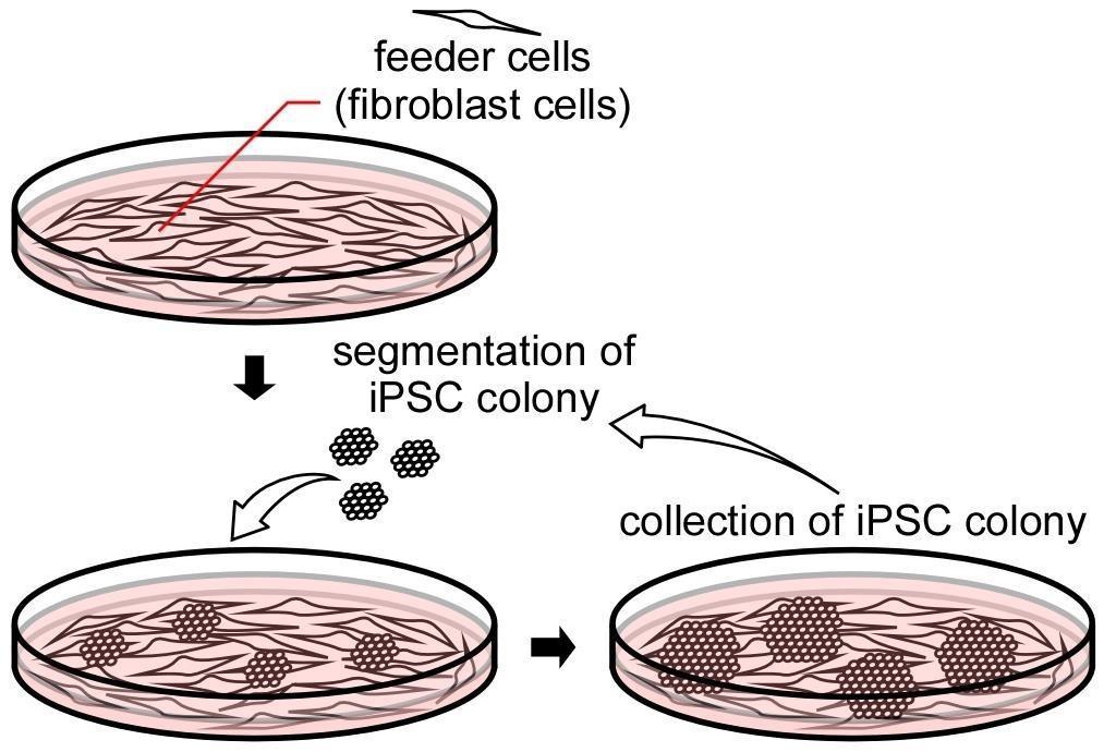 1.Conventional culture method Geleneksel kültür metodu Eğer ipsc topakları tamamen tekli hücrelere ayrışmışsa, kampsamlı hücre ölümüne yol açar.