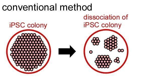 2.efficiency in bulk proliferation Toptan çoğaltmada verim ipsc kolonisinin tamamen ayrışması kapsamlı hücre