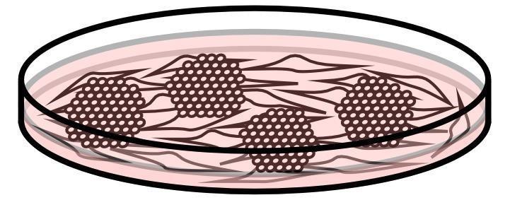 3.safety and high quality of the substrate Substratın güvenliği ve yüksek kalitesi Geleneksel metod besleyici hücreler (fareden türetilmiş fibroblast hücresi) Matrigel (EHS fare sarcoma hücrelerinden