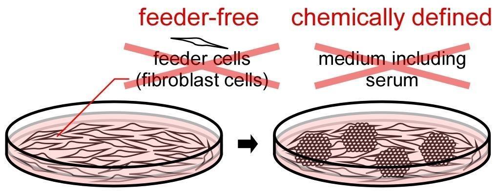 The improvement of ipsc technologies ipsc teknolojilerinin geliştirilmesi Medikal prosedür için güvenli ipsc üretimi