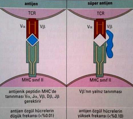 rek MHC sınıf-ii moleküllerine sunulmaktadır ve bu moleküller T lenfosit reseptörleri (TCR) tarafından tanınmaktadır.