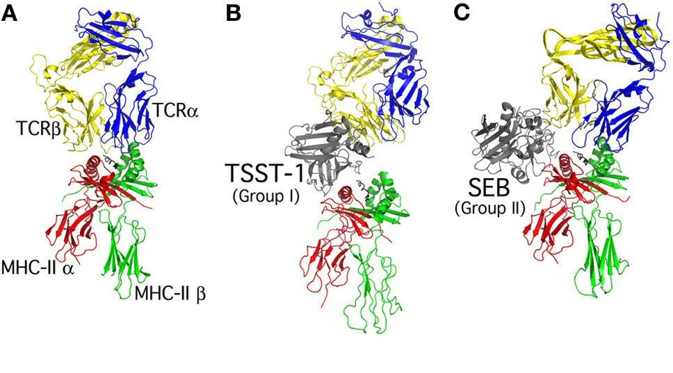Şekil 4: Süperantijenlerin T lenfositlerine bağlanması 67 çalışmalarda kronik sinüzitli hastalarda stafilokok kolonizasyonunun arttığı, S.