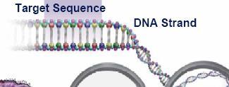 PCR ın Temel Öğeleri: Kalıp olarak kullanılan DNA molekülü PCR de; genomik DNA lar, plazmid ve faj DNA ları çeşitli genler
