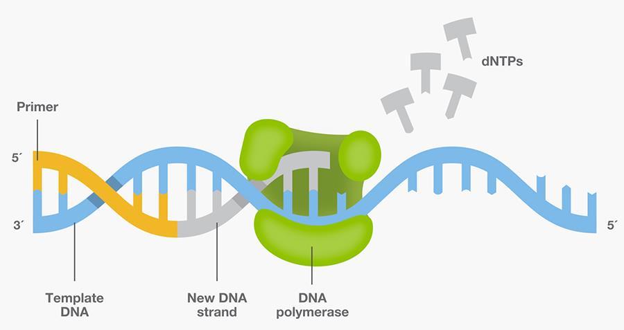 PCR nedir?