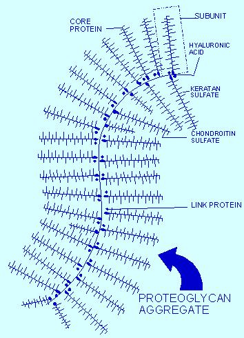 32 Şekil 3.1 GAG ve çekirdek proteinleri [114]. Aminoşekerlerin Sentezi Aminoşekerler, GAG, glikoprotein, glikolipit, bazı oligosakkarit ve bazı antibiyotiklerin önemli bir içeriğidir.