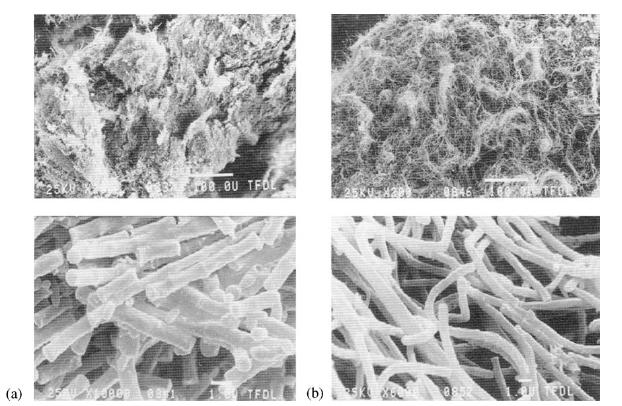 64 Resim 2.4. Methanotrix hücrelerinin büyümesi SEM görüntüsü, (a) uzun filamentler halinde (b) kısa