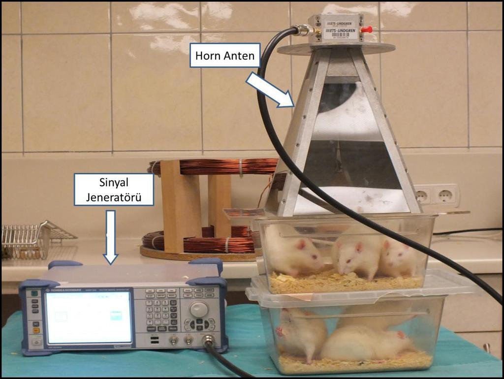 Marda-EMR 300, Tip 8.3 probu, Germany) ile gerçekleştirildi. İçine üçer adet sıçanın konulduğu iki adet pleksiglas kafes üstüste yerleştirilerek horn antenin altına konuldu. Şekil 1.