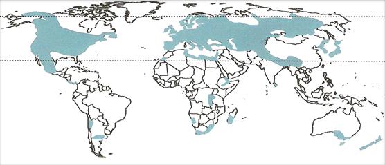 Antartika dışında dünyanın birçok yerinde dağılım gösterir. Stuckenia pectinata türünün dünyadaki dağılım alanları şekil 2.4 te verilmiştir. Şekil 2.4 S.