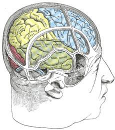 Hemispatial neglect genellikle sağ parietal