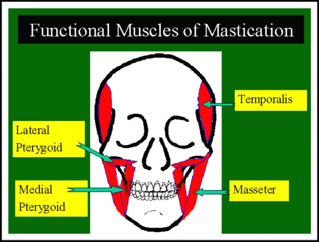 Fossa temporalis M. temporalis ile arter, sinirleri, n. auriculotemporalis ve a.v. temporalis superficialis i içerir. Fossa infratemporalis M. temporalis in alt kısmını, m.