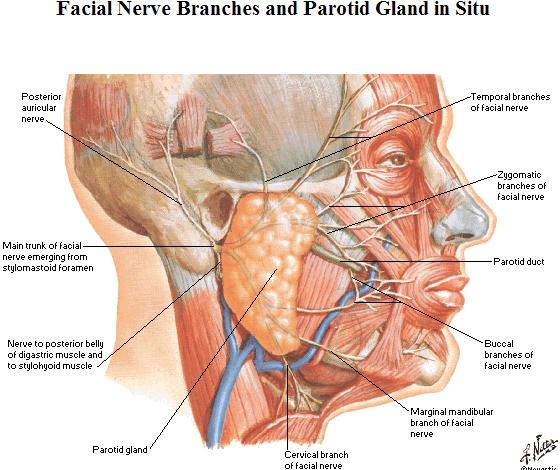 Yüz kasları ve sinirleri N. facialis: Foramen stylomastoideum dan çıkar ve parotis bezinin içinden geçerek 5 dala ayrılır ve yüzde dağılır.