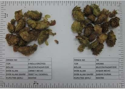 Resim 10. Humulus lupulus (Şerbetçiotu) (9 No lu Erciyes no 7 ve Aroma no 16 ) 7 numaralı örnek (9E.3.